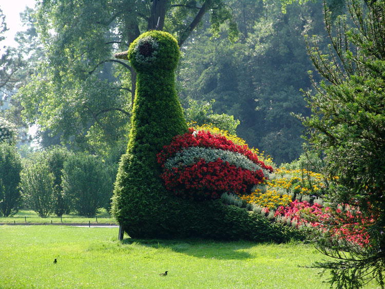 Blumenpfau